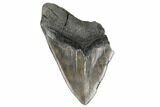 Partial Megalodon Tooth - Serrated Blade #182857-1